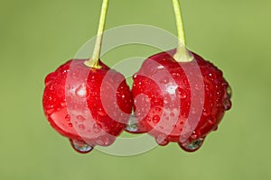 Closeup of two cherries with drops on cherry-tree
