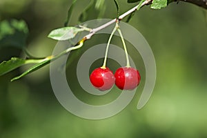 Closeup of two cherries with drops on cherry-tree