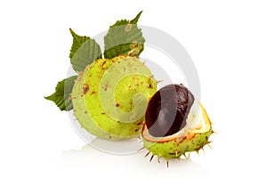 Closeup two chestnuts with leaf isolated on a white