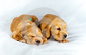 Closeup two cocker spaniel puppies dog lays on a white cloth, one of them sleeps