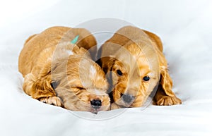 Closeup two cocker spaniel puppies dog lays on a white cloth, one of them sleeps