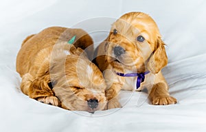 Closeup two cocker spaniel puppies dog lays on a white cloth, one of them sleeps