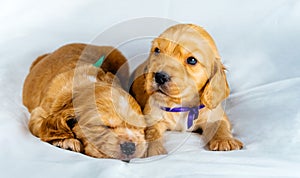 Closeup two cocker spaniel puppies dog lays on a white cloth, one of them sleeps