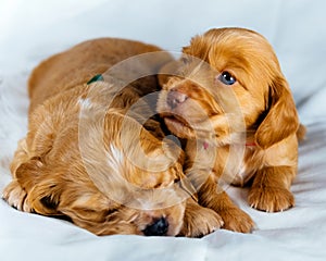 Closeup two cocker spaniel puppies dog lays on a white cloth, one of them sleeps