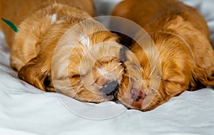 Closeup two cocker spaniel puppies dog sleeps on a white cloth