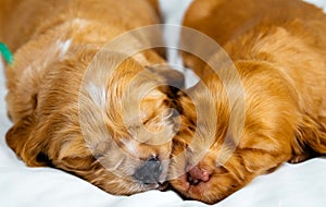 Closeup two cocker spaniel puppies dog sleeps on a white cloth