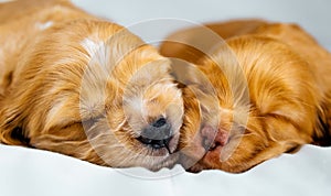 Closeup two cocker spaniel puppies dog sleeps on a white cloth