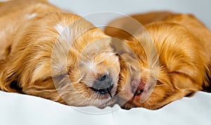 Closeup two cocker spaniel puppies dog sleeps on a white cloth