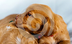 Closeup two cocker spaniel puppies dogs lays one on other on a white cloth