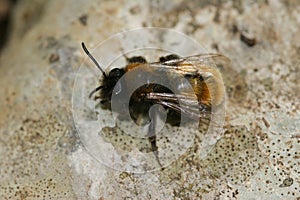 Closeup of the two colored mason bee , Osmia bicolor