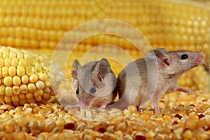 Closeup two curious young gray mouse lurk near the corn in the warehouse.