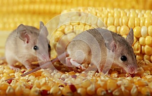 Closeup two curious young gray mouse sneak in the corn barn.