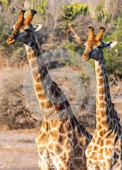 Closeup of two cute giraffes walking in field with dry grass under sunlight in national park