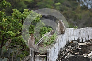 Closeup of two cute monkeys sitting on a wall at the monkey mountain Khao Takiab in Hua Hin, Thailand, Asia