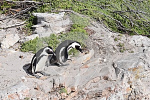 Closeup of two cute Penguins on the beach in BettyÂ´s Bay near Cape Town in South Africa