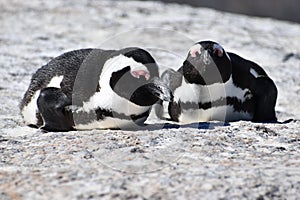 Closeup of two cute Penguins on the Boulders Beach in Cape Town in South Africa