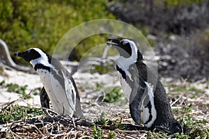 Closeup of two cute Penguins on the Boulders Beach in Cape Town in South Africa