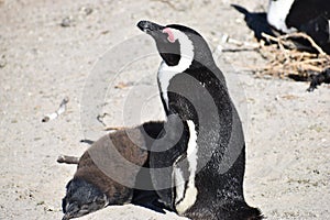 Closeup of two cute Penguins on the Boulders Beach in Cape Town in South Africa