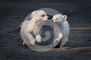 Closeup of two cute white puppies running and playing together