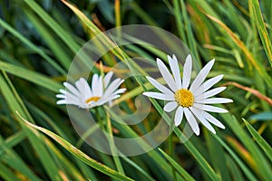 Closeup of two daisy flowers growing in a grassy meadow. Marguerite perennial plants flourishing in spring. Beautiful