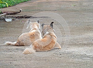 Close up Two Dogs Lie Down on The Ground