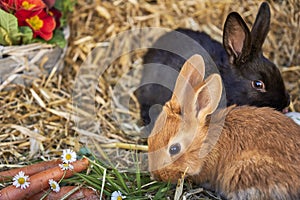 Closeup of two domesticated rabbits on the straw. Oryctolagus cuniculus domesticus.
