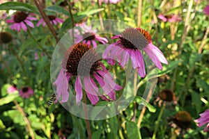 Closeup of two Echinacea Purpurea Flowers on an October day