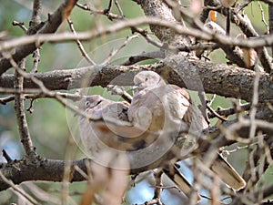Closeup Two Eurasian collared doves bird