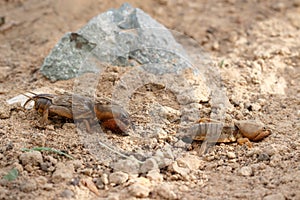 Closeup two European mole cricket running along the ground