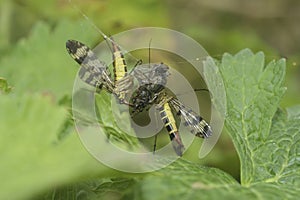 Closeup on two female Scorpion flies, Panorpa vulgaris, feeding on a fly captured in a spiders web