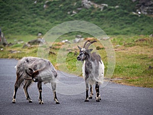 Closeup of two feral goats stand in the road. Valley of Rocks, near Lynton, North Devon, England. One has an itch.