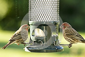 Closeup of two Finches at Birdfeeder