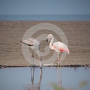 Two flamingos on a beach wetland