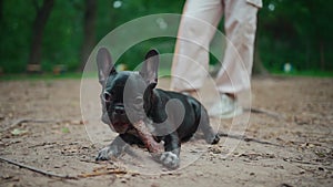 Closeup of two french bulldog or dogs play and gnaw stick in summer park