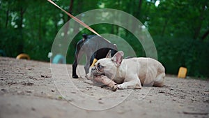 closeup of two french bulldog or pet dogs play or gnaw stick in summer park