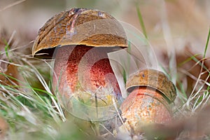 Closeup of two fresh scarletina bolete mushrooms (Neoboletus sp.)