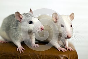 Closeup of two funny white domestic rats with long whiskers