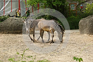 Closeup of two grazing zebras in the Berlin Zoo, Germany