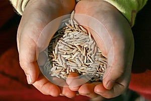 Closeup of two hands holding pile of brown jasmine rice in the husks.