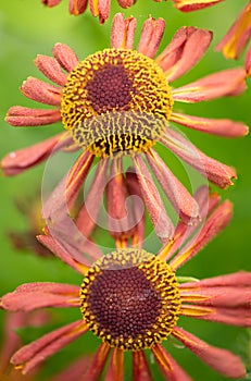 Closeup of two Helenium flowers