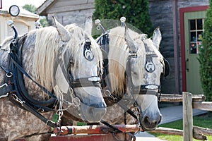 Closeup of two horses ready to pull a trolley