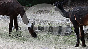 Closeup of Two Huacaya alpaca animals grazing dry grass o the ground