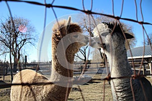 Closeup of two Huacaya alpacas through net kissing each other against a clear sunlit sky