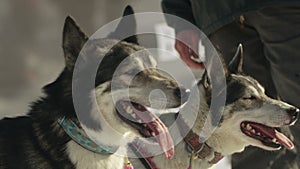 Closeup of two huskys on startline for sleddog race