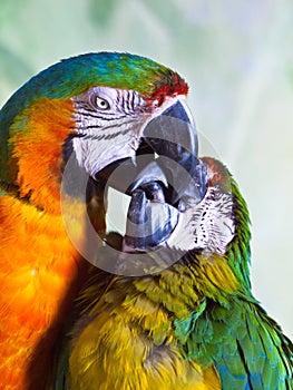 Closeup of two hybrid macaws kissing.