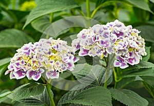 Closeup of two Hydrangea flower heads