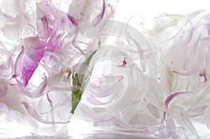 Closeup of two ice cubes and frozen peony petals photo