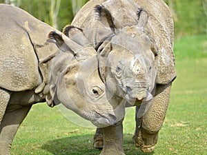 Closeup two Indian rhinoceros