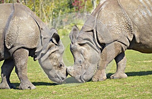 Closeup two Indian rhinoceros