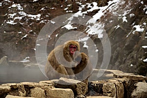 Closeup of two japanese macaques during the winter season